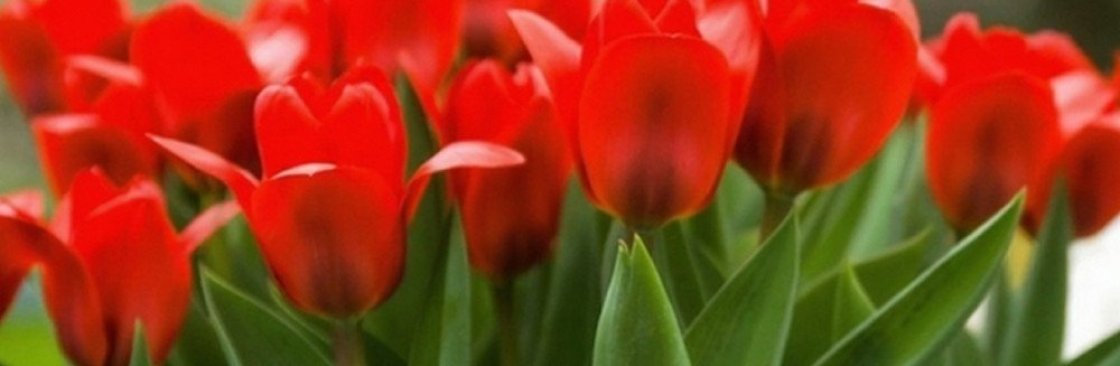 Online Flower Delivery in Mumbai Cover Image