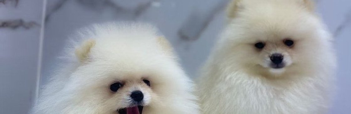 Petholicks Dubai Cover Image