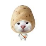 Kende Kende Profile Picture