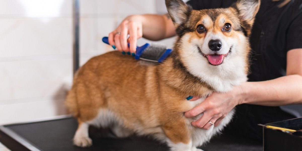 Pet Haircut Guide: Keeping Your Furry Friend Clean & Happy